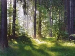 Forest Grass Wallpaper -Wallpaper Mural Shop Forest Grass Wallpaper About Murals