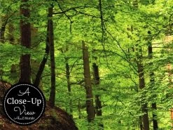 Forest Path Wallpaper -Wallpaper Mural Shop Forest Path Wallpaper Close up About Murals