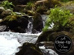 Forest River Wallpaper -Wallpaper Mural Shop Forest River Wallpaper Close up About Murals