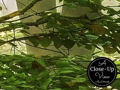 Forest Scene Wallpaper -Wallpaper Mural Shop Forest Scene Wallpaper Close up About Murals