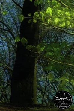 Forest Sky Wallpaper -Wallpaper Mural Shop Forest Sky Wallpaper Close up About Murals