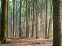 Forest Sun Wallpaper -Wallpaper Mural Shop Forest Sun Wallpaper About Murals