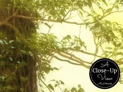 Forest Theme Wallpaper -Wallpaper Mural Shop Forest Theme Wallpaper Close up About Murals