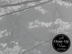 Forest Wallpaper Black And White -Wallpaper Mural Shop Forest Wallpaper Black and White Close up About Murals