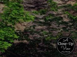 Forest Window View Wallpaper -Wallpaper Mural Shop Forest Window View Wallpaper Close Up About Murals