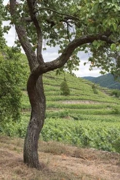 Wallpaper Mural Shop 18 Wallpaper Mural Shop -Wallpaper Mural Shop Fruit Tree Wallpaper About Murals