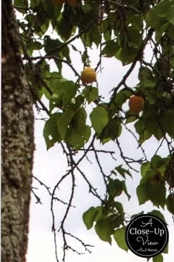 Fruit Tree Wallpaper 6 Fruit Tree Wallpaper -Wallpaper Mural Shop Fruit Tree Wallpaper Close up About Murals