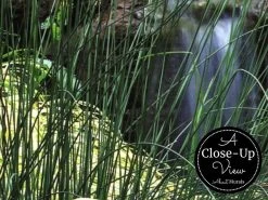 Garden Pond Wallpaper -Wallpaper Mural Shop Garden Pond Wallpaper Close up About Murals