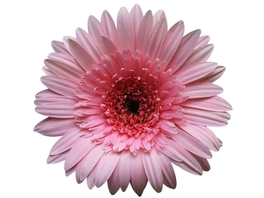 Gerbera Flower Wallpaper 2 Gerbera Flower Wallpaper - Image 2