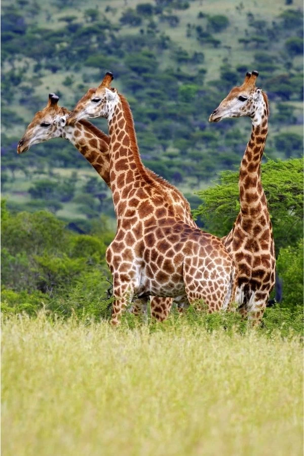 Giraffes Wall Mural 2 Giraffes Wall Mural - Image 2