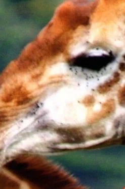 Giraffes Wall Mural 6 Giraffes Wall Mural -Wallpaper Mural Shop Giraffes Wall Mural Close up About Murals