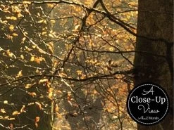 Golden Forest Wallpaper -Wallpaper Mural Shop Golden Forest Wallpaper Close up About Murals