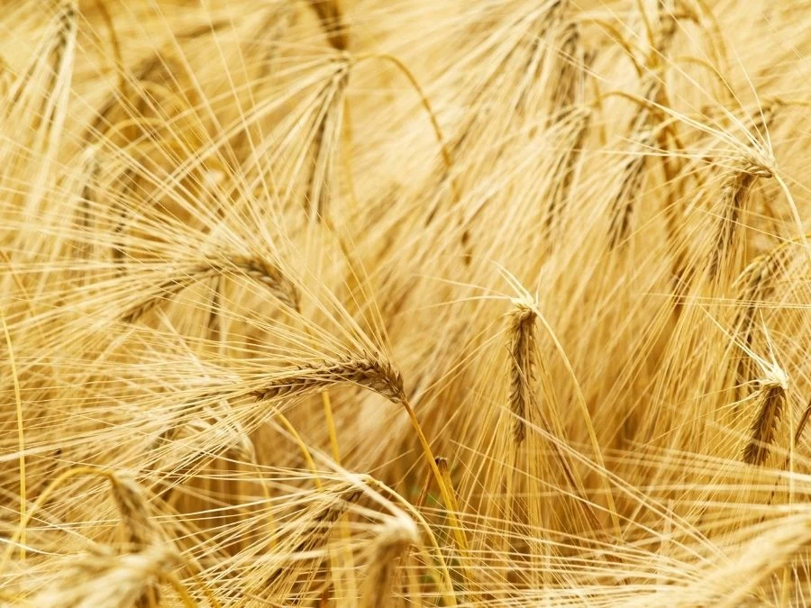 Golden Wheat Wallpaper 2 Golden Wheat Wallpaper - Image 2