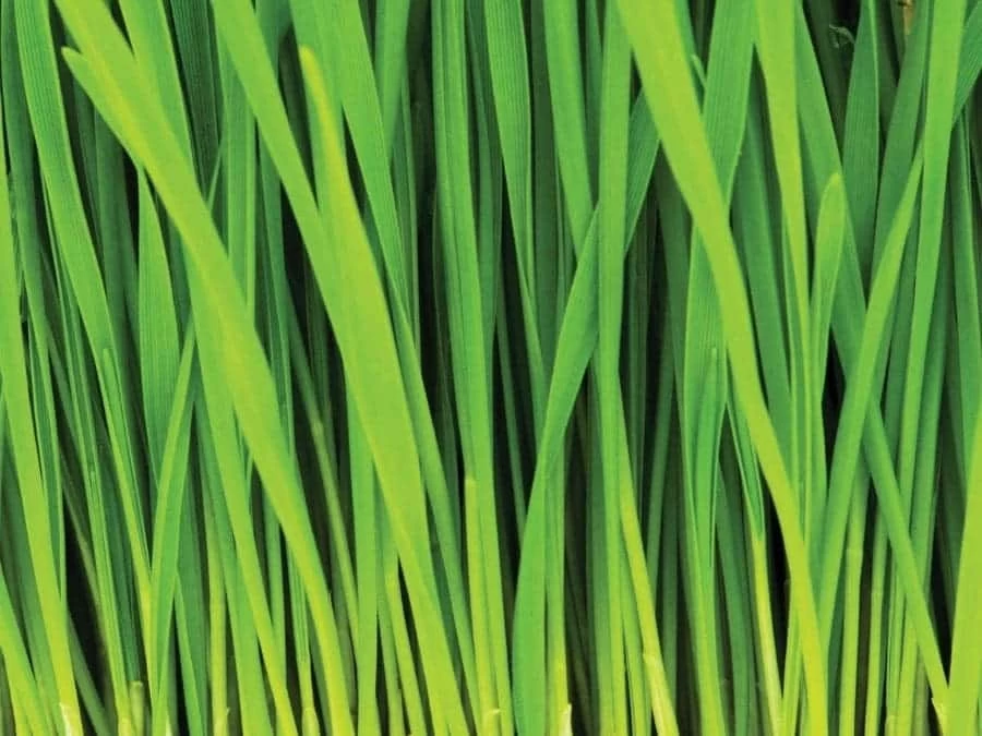 Green Grass Wallpaper For Walls 2 Green Grass Wallpaper For Walls - Image 2