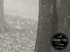 Gray Forest Wallpaper -Wallpaper Mural Shop Gray Forest Wallpaper Close up About Murals