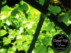 Green Arch Wallpaper -Wallpaper Mural Shop Green Arch Wallpaper Close up About Murals