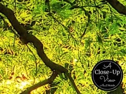 Green Japanese Maple Wallpaper -Wallpaper Mural Shop Green Japanese Maple Wallpaper Close up About Murals