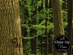 Green Maple Trees Wallpaper -Wallpaper Mural Shop Green Maple Trees Wallpaper Close up About Murals 1