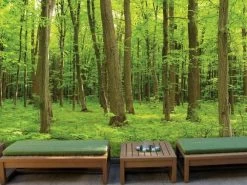 Green Maple Trees Wallpaper