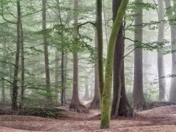 Green Mist Wallpaper -Wallpaper Mural Shop Green Mist Wallpaper About Murals