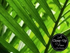 Green Rainforest Wallpaper -Wallpaper Mural Shop Green Rainforest Wallpaper Close up About Murals