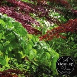 Green Waterfall Wallpaper -Wallpaper Mural Shop Green Waterfall Wallpaper Close up About Murals