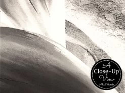 Grey Bird Of Paradise Wallpaper -Wallpaper Mural Shop Grey Bird of Paradise Wallpaper Closeup About Murals