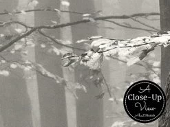 Grey Fog Wallpaper -Wallpaper Mural Shop Grey Fog Wallpaper Close up About Murals