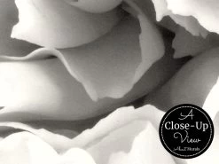 Grey And White Carnation Wallpaper -Wallpaper Mural Shop Grey and White Carnation Wallpaper Close up About Murals