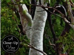 Gum Tree Wallpaper -Wallpaper Mural Shop Gum Tree Wallpaper Close up About Murals