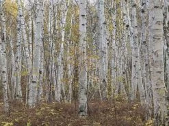 White Birch Wallpaper 15 White Birch Wallpaper -Wallpaper Mural Shop Infinite Birch Forest Wall Mural About Murals