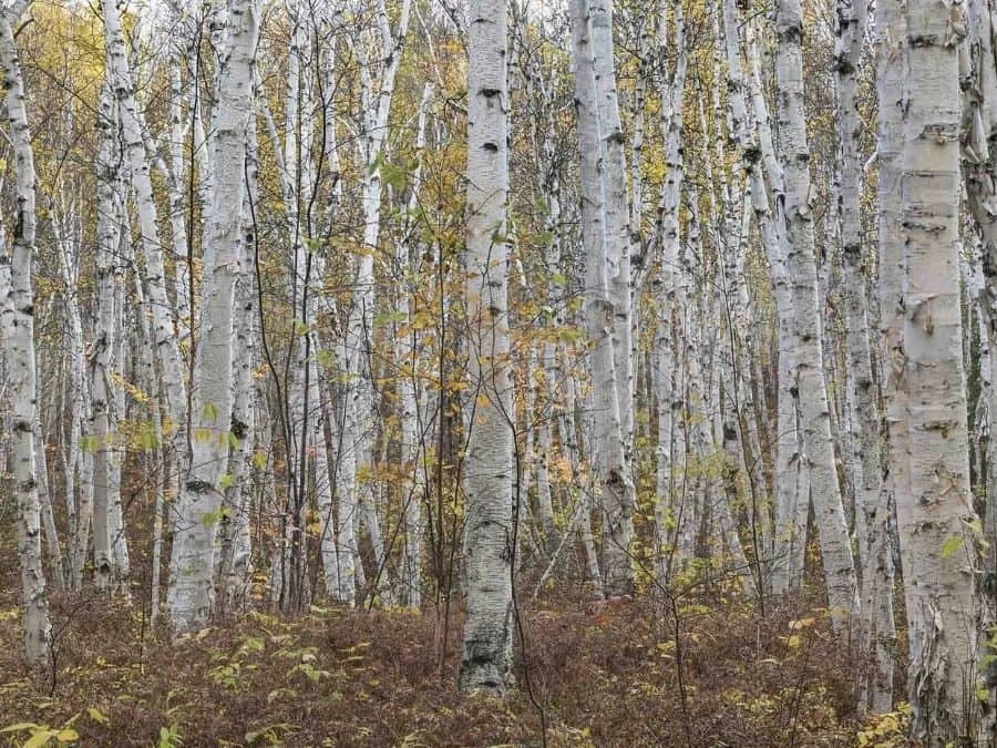 White Birch Wallpaper 7 White Birch Wallpaper - Image 7