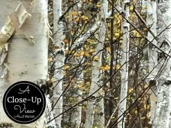 White Birch Wallpaper 16 White Birch Wallpaper -Wallpaper Mural Shop Infinite Birch Forest Wall Mural Close up About Murals