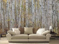 White Birch Wallpaper