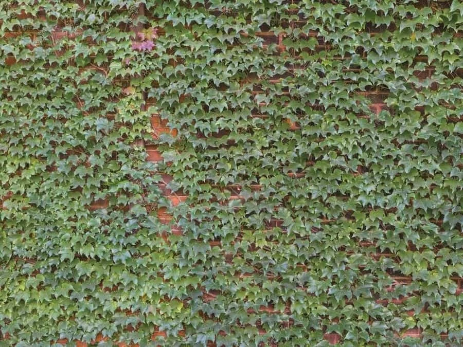 Ivy Wallpaper 2 Ivy Wallpaper - Image 2