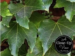 Ivy Wallpaper 6 Ivy Wallpaper -Wallpaper Mural Shop Ivy Wallpaper Close up About Murals