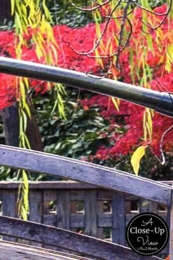 Japanese Bridge Wallpaper -Wallpaper Mural Shop Japanese Bridge Wallpaper Close up About Murals