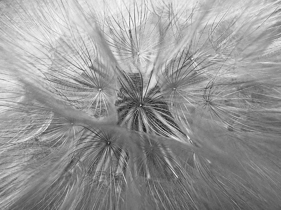 Large Dandelion Wallpaper 2 Large Dandelion Wallpaper - Image 2