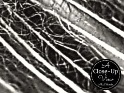 Large Dandelion Wallpaper 6 Large Dandelion Wallpaper -Wallpaper Mural Shop Large Dandelion Wallpaper Close up About Murals