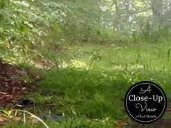 Large Forest Wallpaper -Wallpaper Mural Shop Large Forest Wallpaper Close up About Murals