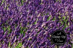 Lavender Field Wallpaper -Wallpaper Mural Shop Lavender Field Wallpaper Closeup About Murals
