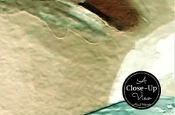 Light Pink Rose Wallpaper 6 Light Pink Rose Wallpaper -Wallpaper Mural Shop Light Pink Rose Wallpaper Closeup About Murals