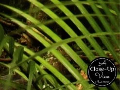 Lush Forest Wallpaper -Wallpaper Mural Shop Lush Forest Wallpaper Close up About Murals