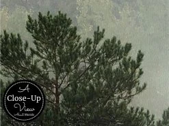 Misty Forest Wallpaper -Wallpaper Mural Shop Misty Forest Wallpaper Close up About Murals