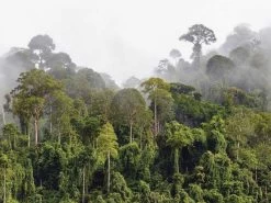 Misty Rainforest Wallpaper -Wallpaper Mural Shop Misty Rainforest Wallpaper About Murals