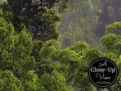 Misty Rainforest Wallpaper -Wallpaper Mural Shop Misty Rainforest Wallpaper Close up About Murals