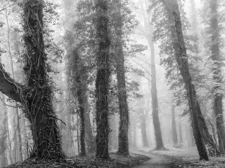 Monochrome Forest Wallpaper 2 Monochrome Forest Wallpaper - Image 2