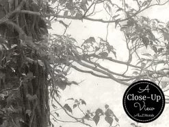 Monochrome Forest Wallpaper 6 Monochrome Forest Wallpaper -Wallpaper Mural Shop Monochrome Forest Wallpaper Close up About Murals