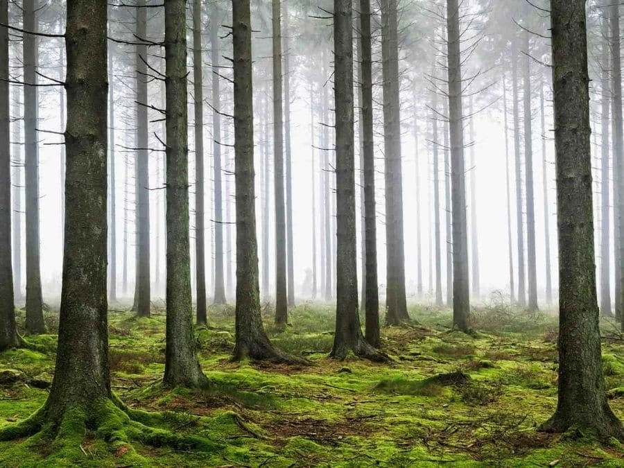 Moody Forest Wallpaper 2 Moody Forest Wallpaper - Image 2