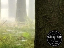 Moody Forest Wallpaper 6 Moody Forest Wallpaper -Wallpaper Mural Shop Moody Forest Wallpaper Close up About Murals